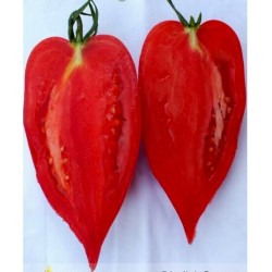 Rare Tomato ANDINE CORNUE Heirloom Organic Seeds