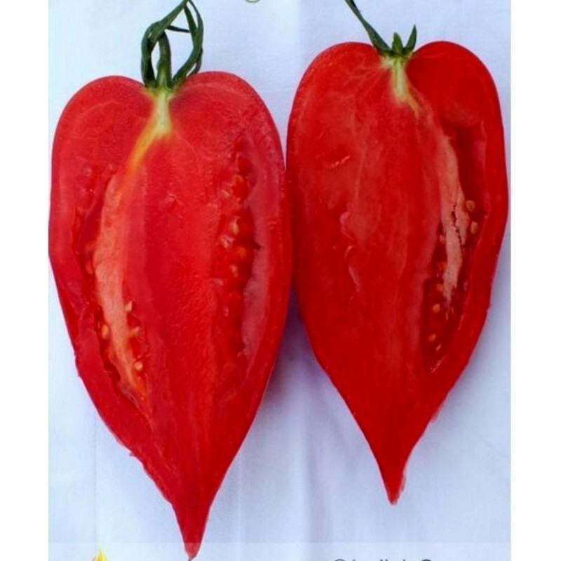 Price: €1.95 - Andine Cornue tomat frön - Seeds Gallery