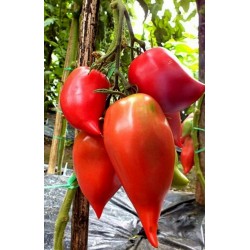 Rare Tomato ANDINE CORNUE Heirloom Organic Seeds