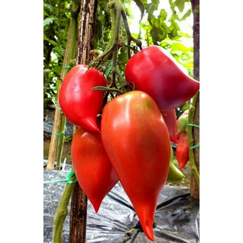 Price: €1.95 - Andine Cornue tomat frön - Seeds Gallery
