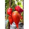 Price: €1.95 - Andine Cornue tomat frön - Seeds Gallery