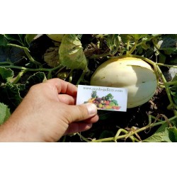 SNOW LEOPARD Melon Seeds - VERY RARE