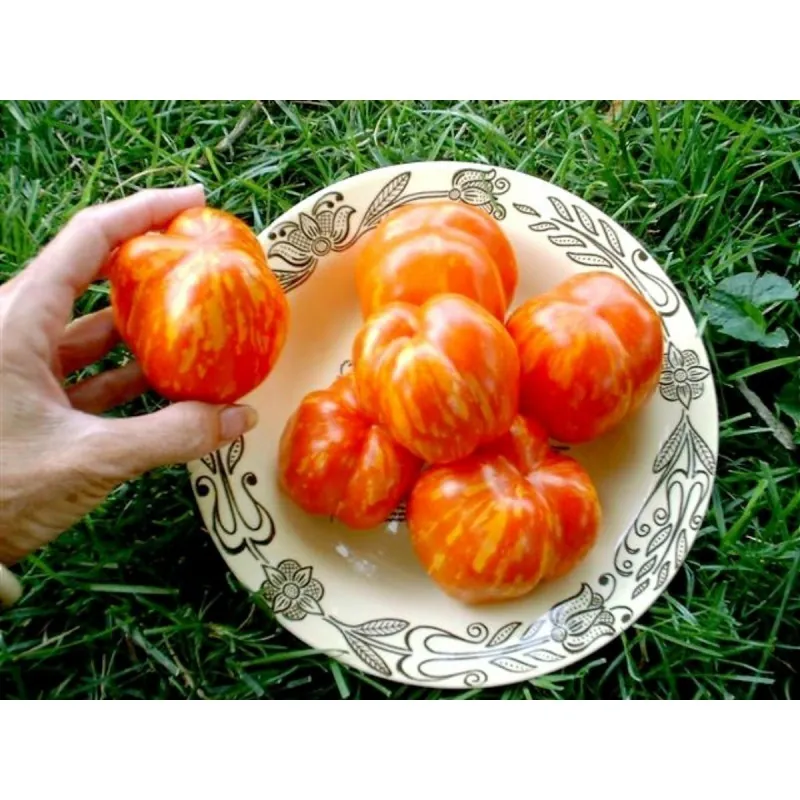 Semillas de tomate Striped Stuffer
