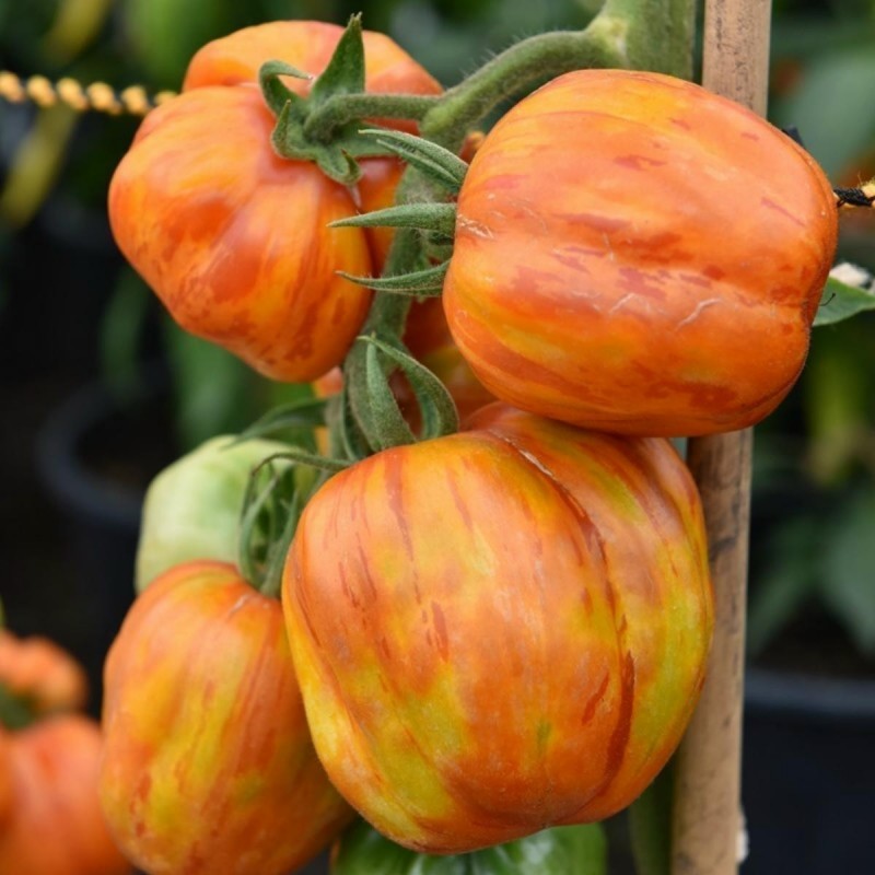 Price: €1.75 - Semillas de tomate Striped Stuffer - Seeds Gallery
