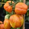 Semillas de tomate Striped Stuffer
