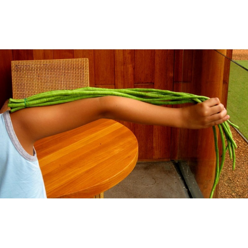 Price: €2.25 - Sementes Feijão Metro De Comprimento - Seeds Gallery