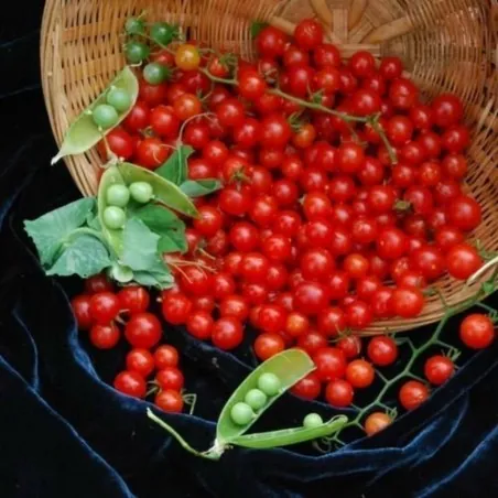 Sementes de tomate Ervilha Doce - Groselha