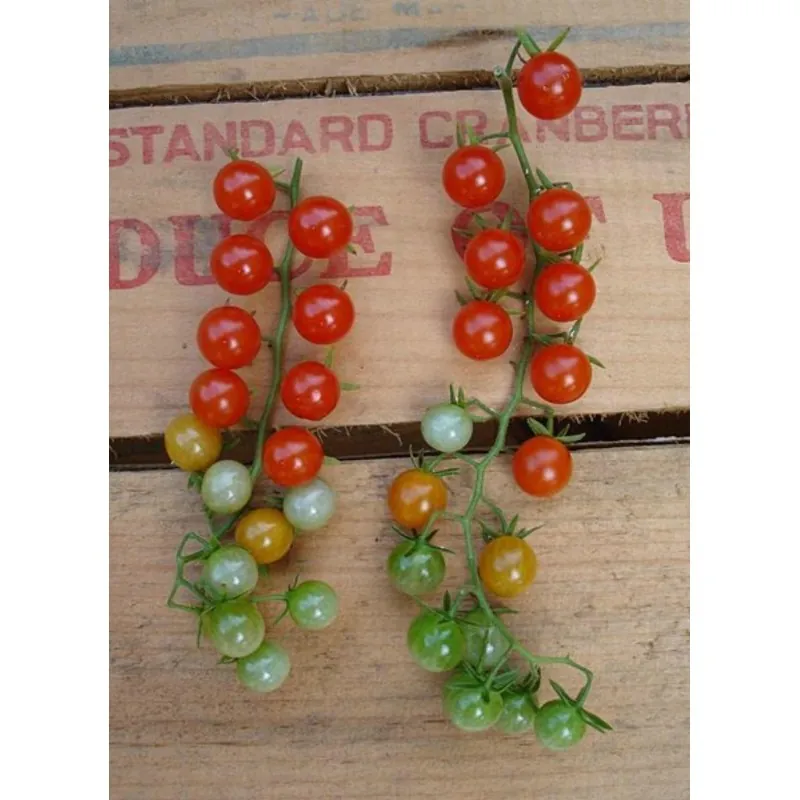 Graines de tomate Pois - Groseille (Sweet Pea Currant)