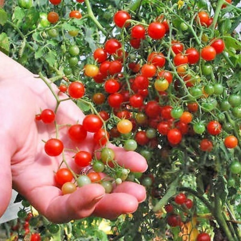 Semillas de tomate SWEET PEA GROSELLA