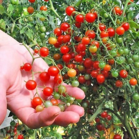 Semillas de tomate Guisante - Grosella