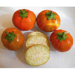 25 TURKISH ORANGE EGGPLANT Scarlet Solanum Aethiopicum Fruit