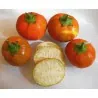 Semillas be Berenjena Turco, Berenjena Etíope (Solanum aethiopicum)