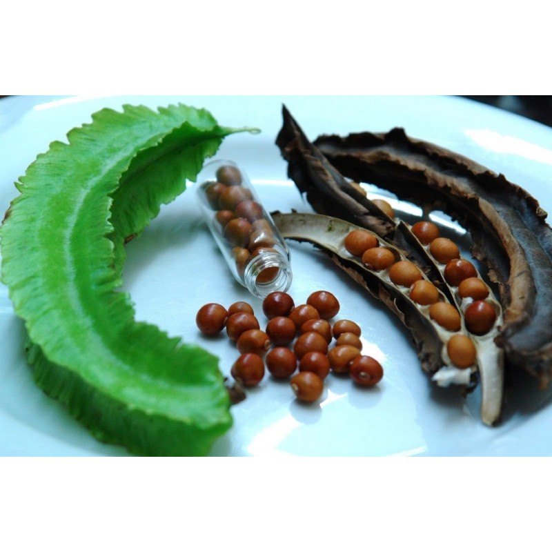 WINGED BEAN Seeds (Psophocarpus tetragonolobus) | β¬Β 2,20