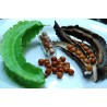 WINGED BEAN Seeds (Psophocarpus tetragonolobus) | β¬Β 2,20