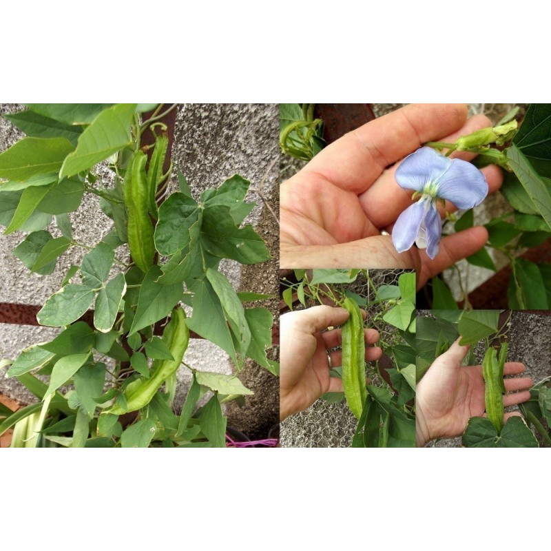 WINGED BEAN Seeds (Psophocarpus tetragonolobus) | β¬Β 2,20