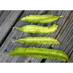 WINGED BEAN Seeds