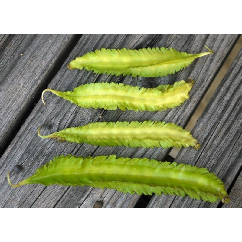 WINGED BEAN Seeds (Psophocarpus tetragonolobus) | β¬Β 2,20