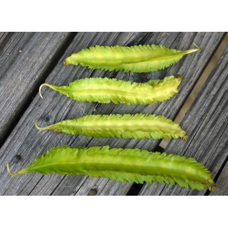 WINGED BEAN Seeds (Psophocarpus tetragonolobus) | β¬Β 2,20