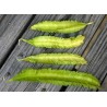 WINGED BEAN Seeds (Psophocarpus tetragonolobus) | β¬Β 2,20