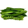 WINGED BEAN Seeds (Psophocarpus tetragonolobus) | β¬Β 2,20