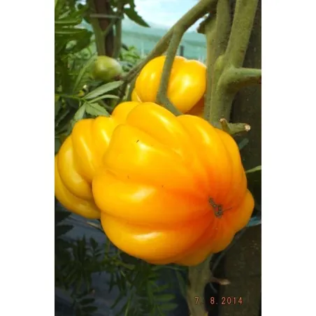Graines de tomate YELLOW RUFFLED