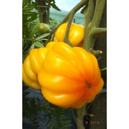 Tomatensamen YELLOW RUFFLED