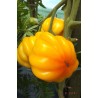 Tomatensamen YELLOW RUFFLED
