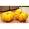 Graines de tomate YELLOW RUFFLED