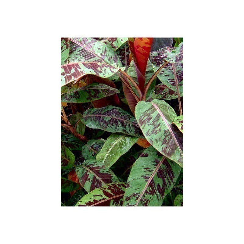 Blut Banane - Rote Banane Samen