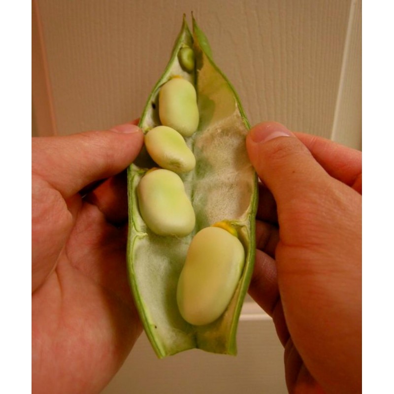 Price: €2.55 - Semi di Fava Favino Favetta (Vicia faba) - 