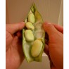 Price: €2.55 - Graines de Fava (Vicia faba) - 
