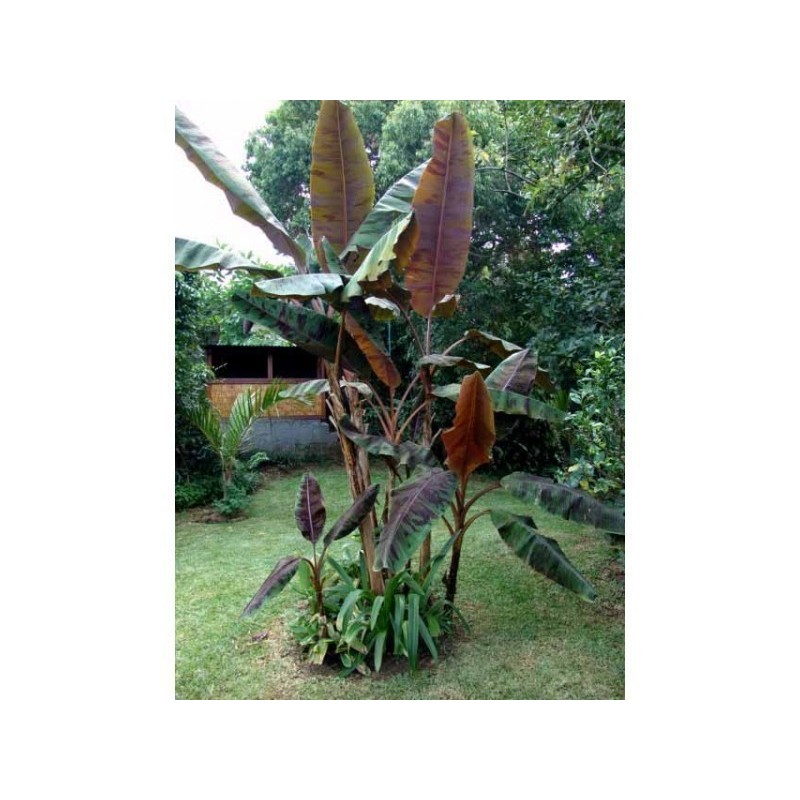 KRVAVA - CRVENA BANANA Seme | 2,25 €