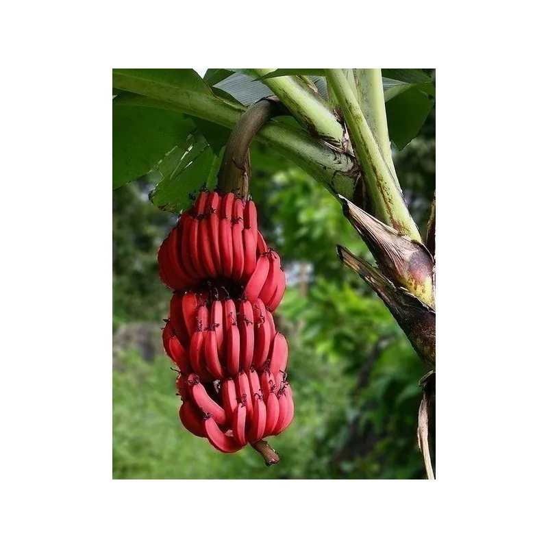 Blut Banane - Rote Banane Samen