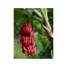 BLOOD BANANA Seeds
