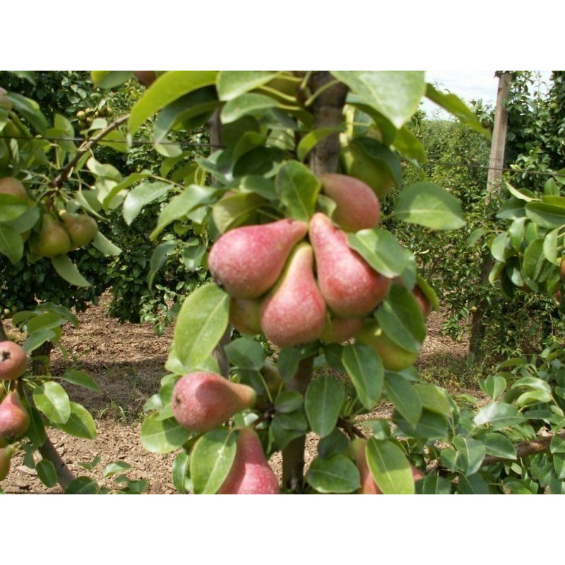 Price: €1.55 - Sementes de pêra San Giovanni (Pyrus Communis Giugno) - Seeds Gallery
