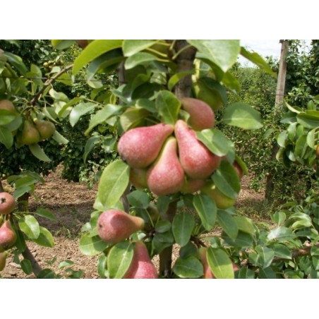 Price: €1.55 - Sementes de pêra San Giovanni (Pyrus Communis Giugno) - Seeds Gallery