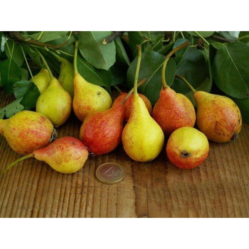 Cocktail Pear Seede SAN GIOVANNI (Pyrus Communis Giugno)