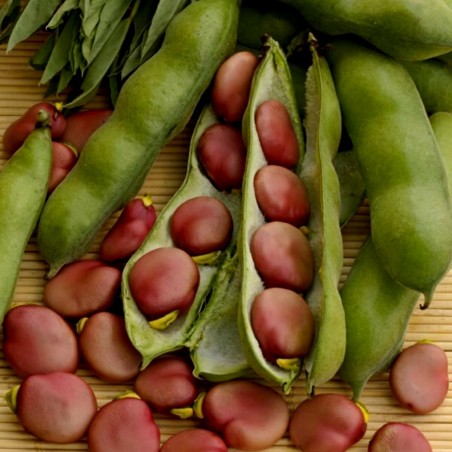 Price: €2.55 - Graines de Fava (Vicia faba) -
