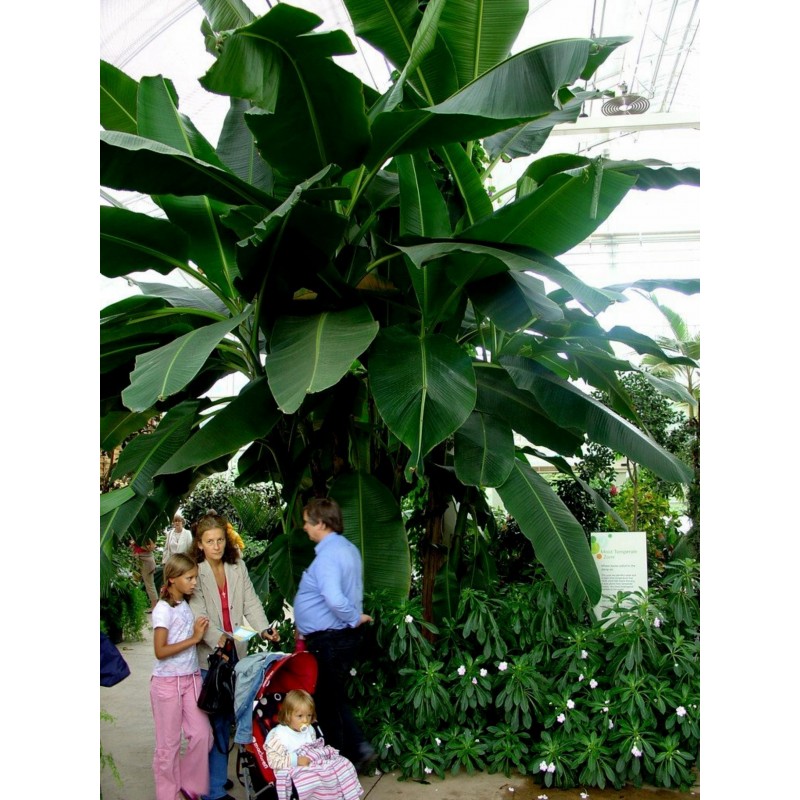 Price: €2.75 - Darjeeling Banana Seeds (Musa sikkimensis) - 