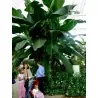 Darjeeling Banana Seeds (Musa sikkimensis)