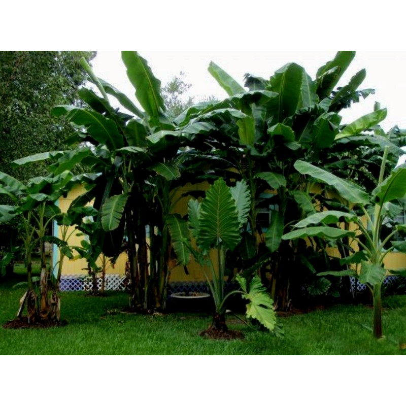 Price: €2.75 - Darjeeling Banana Seeds (Musa sikkimensis) - 