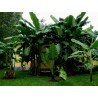 Price: €2.75 - Darjeeling Banana Seeds (Musa sikkimensis) - 