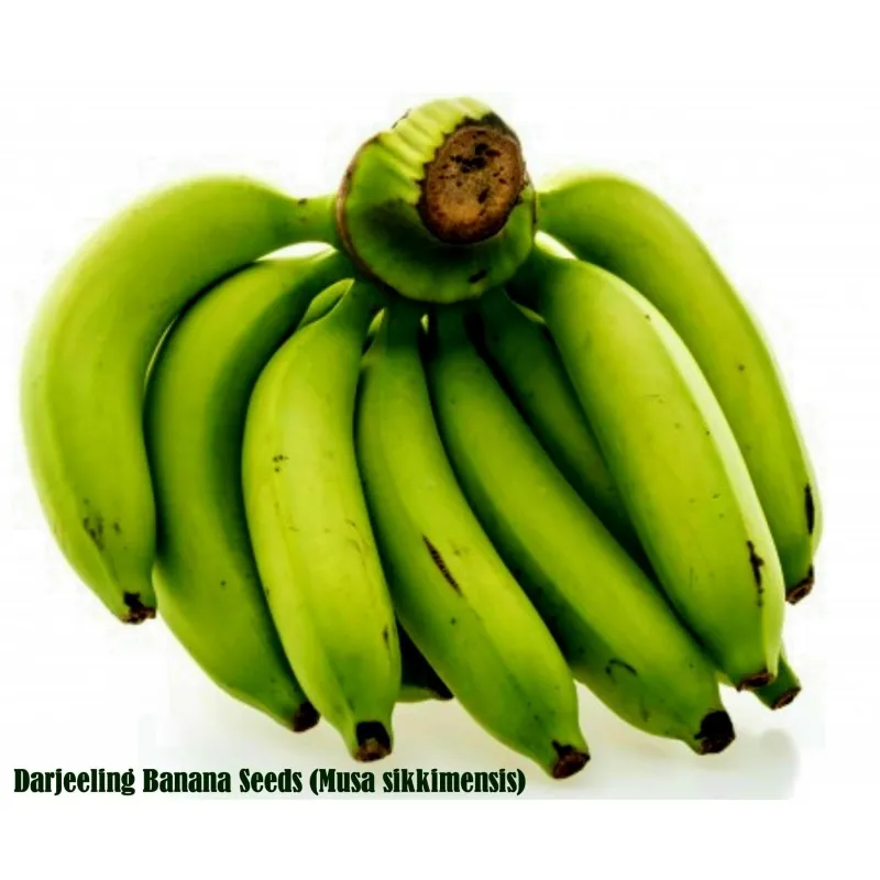 Darjeeling Banana Seeds (Musa sikkimensis)