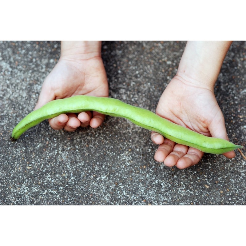 Price: €2.55 - Graines de Fava (Vicia faba) - 