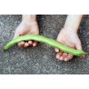 Price: €2.55 - Semi di Fava Favino Favetta (Vicia faba) - 