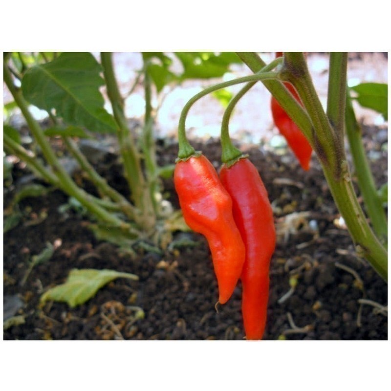 Habanero MAYA RED Hot Chilli Pepper Seeds