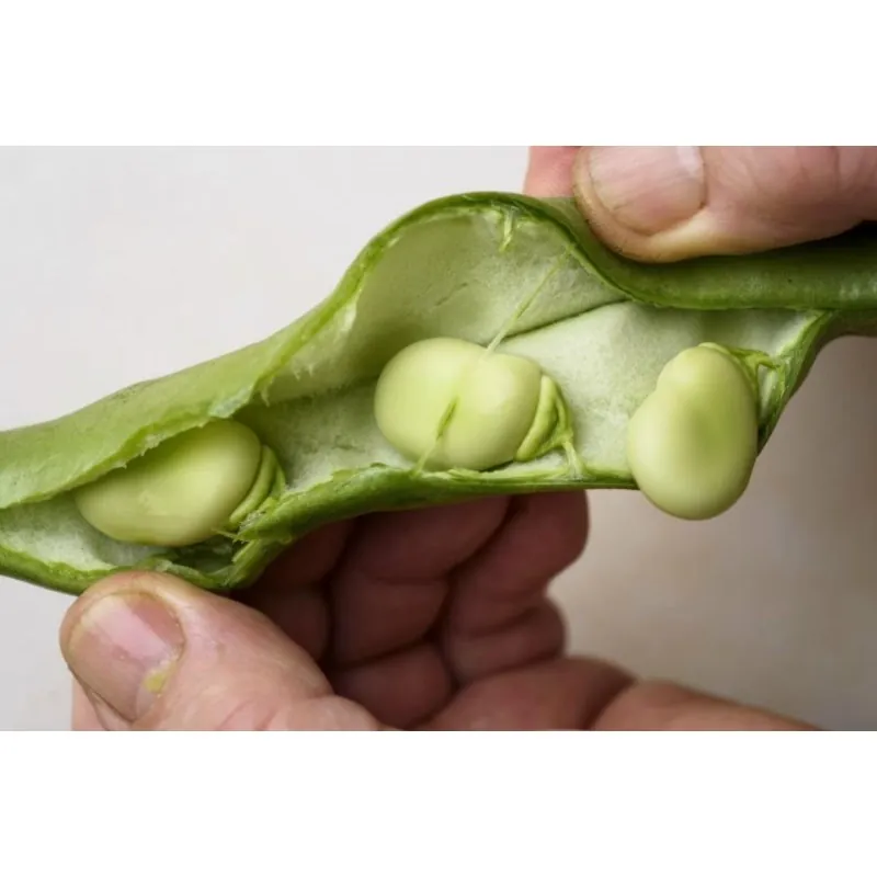 Fava Beans Seeds