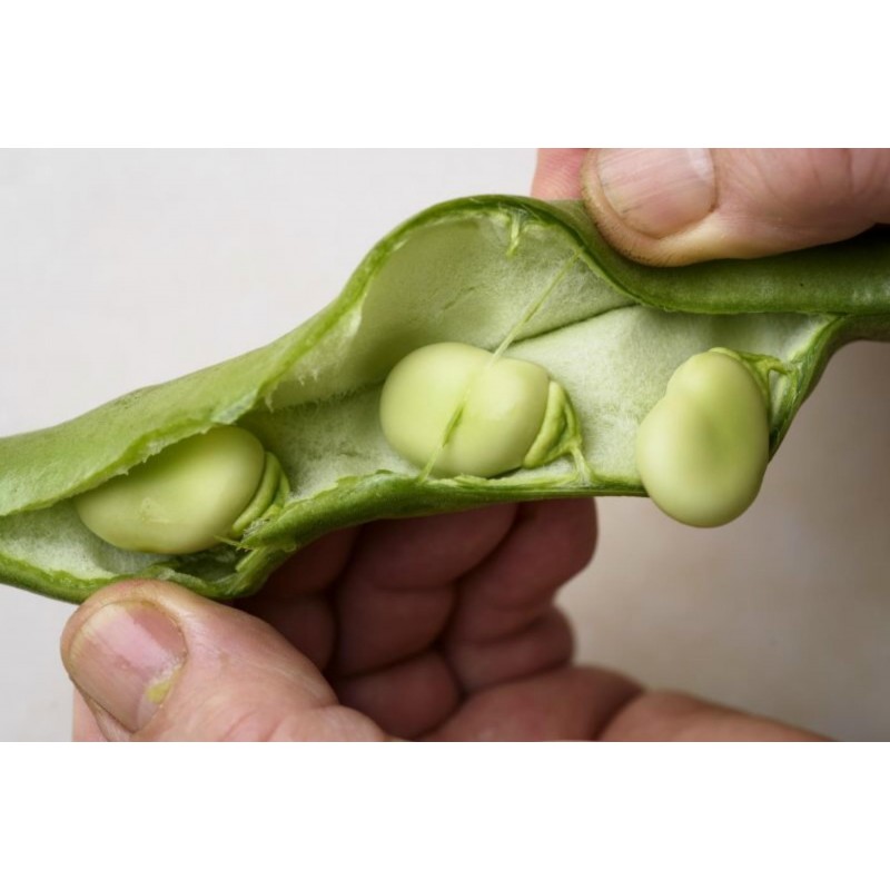 Price: €2.55 - Semi di Fava Favino Favetta (Vicia faba) - 