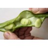 Fava κουκια σποροι (Vicia faba)