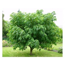 Pappersmullbärsträd Frön